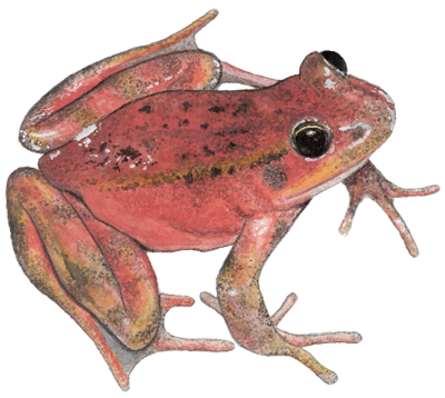 Red Legged Frog watercolor illustration
